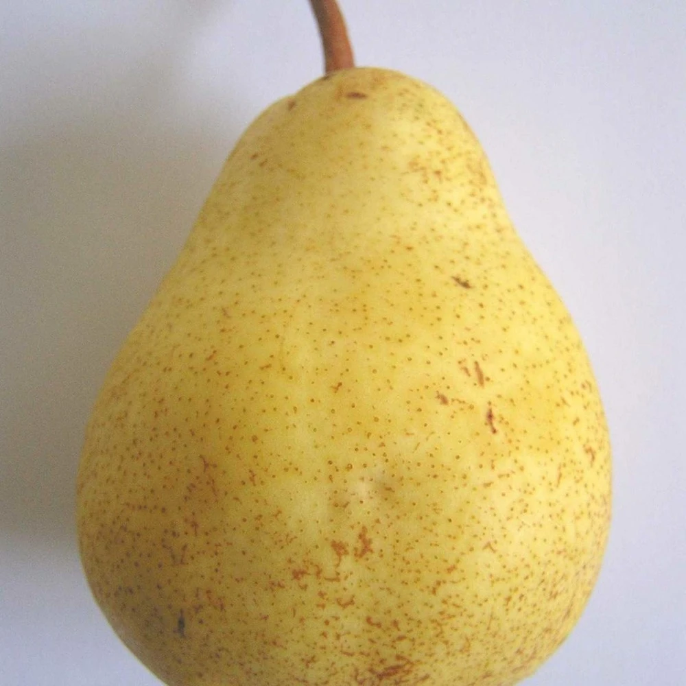 Poirier Communis Bon Chretien William/pot De 10l - Gobelet 2 Ans 3 Poirier Communis Bon Chretien William/pot De 10l - Gobelet 2 Ans