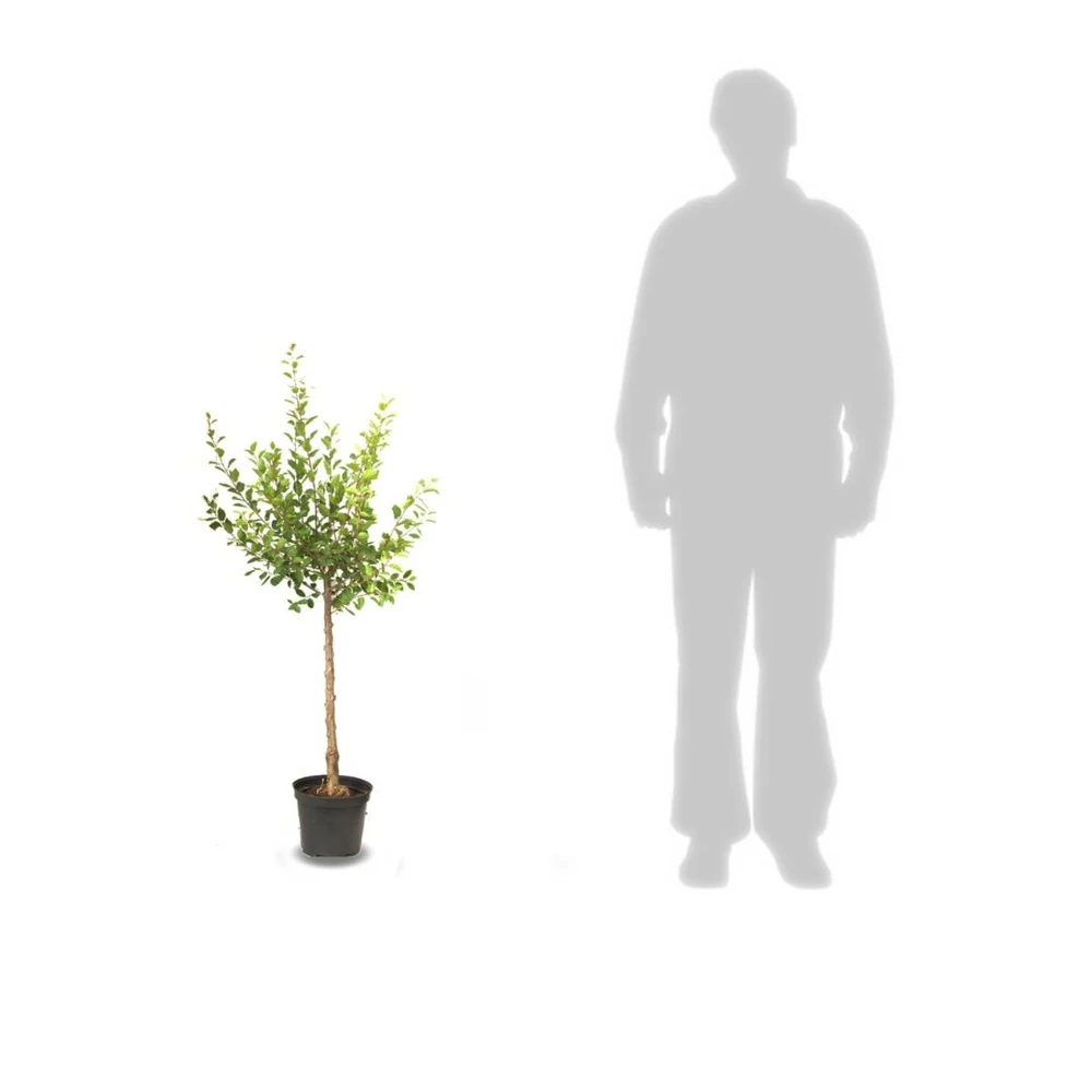 Poirier Communis Bon Chretien William/pot De 10l - Gobelet 2 Ans 7 Poirier Communis Bon Chretien William/pot De 10l - Gobelet 2 Ans – Image 5