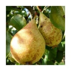 Poirier Communis Beurré Hardy/pot De 10l - Gobelet 2 Ans -Einhell Boutique 63f4d1fd7d0c69.33293514