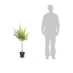 Prunier X Domestica Reine Claude Dorée/pot De 10l - Gobelet 2 Ans -Einhell Boutique 63f4d20214fa52.44289758