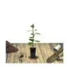 Kiwi Chinensis Jenny (autofertile)/pot De 1,5l - 20/50 Cm -Einhell Boutique 63f4d218a3aef5.57250180