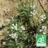 Lavande Angustifolia Alba Bio/lot De 5 Godets -Einhell Boutique 63f4ef7b2b0245.55391934
