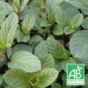 Menthe Anis Bio/lot De 9 Godets -Einhell Boutique 63f4ef93f26683.58938049