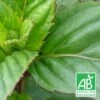 Menthe Basilic Bio/lot De 9 Godets