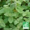 Menthe De Gattefossé Bio/lot De 3 Godets 1 Menthe De Gattefossé Bio/lot De 3 Godets -Einhell Boutique 63f4efc3d1b327.72584439