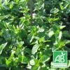 Menthe Bergamote Bio/lot De 5 Godets -Einhell Boutique 63f4f0034c0274.09000900