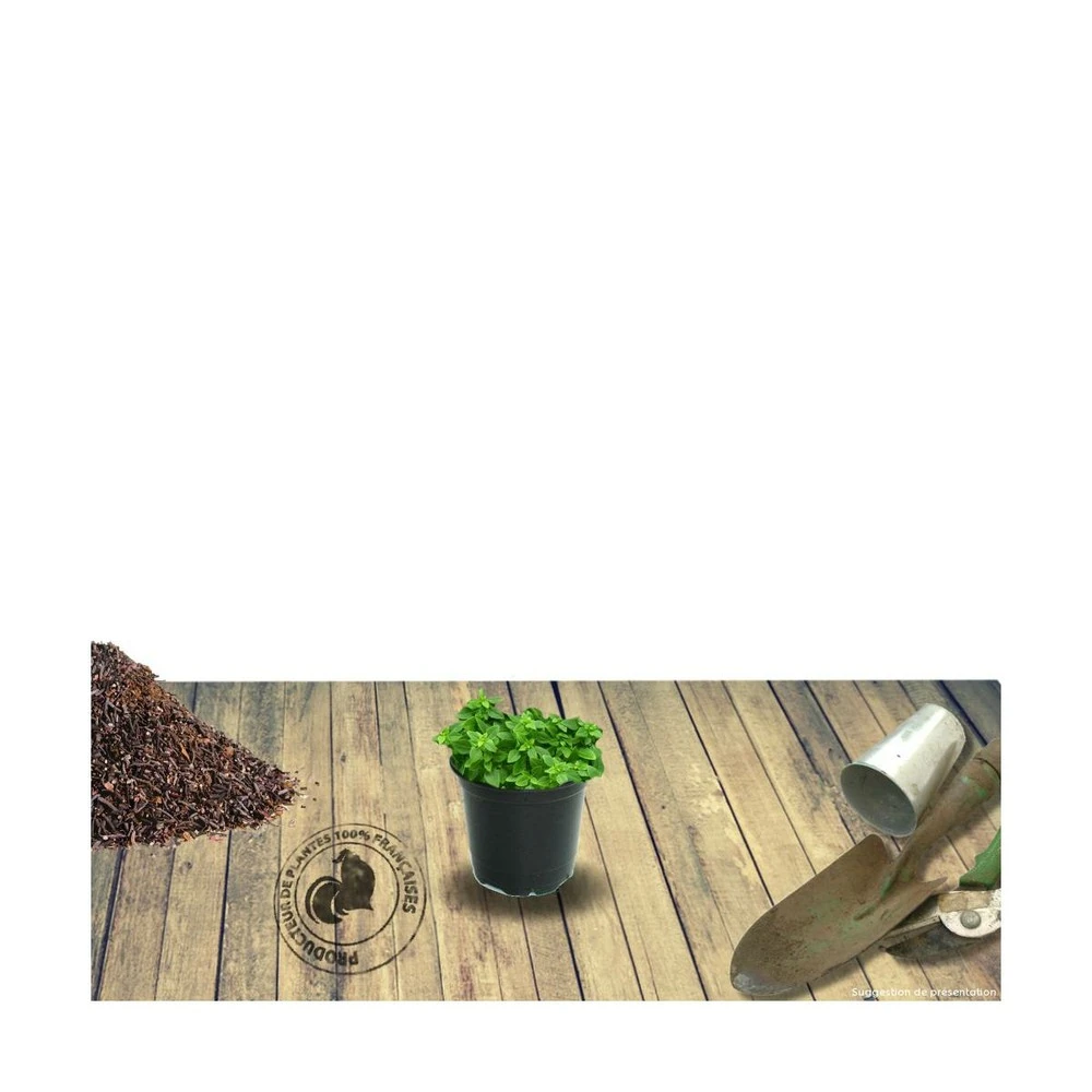 Thym Précoce Praecox Albiflorus/lot De 5 Godets 4 Thym Précoce Praecox Albiflorus/lot De 5 Godets – Image 2