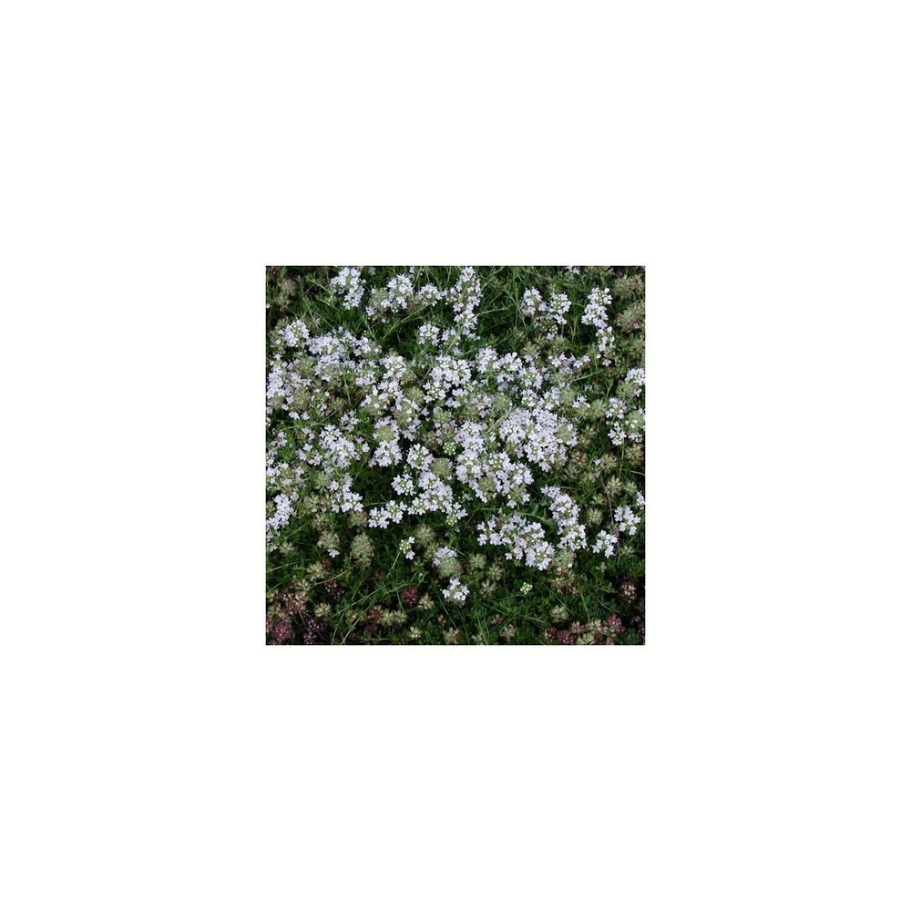 Thym Précoce Praecox Albiflorus/lot De 5 Godets 3 Thym Précoce Praecox Albiflorus/lot De 5 Godets