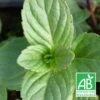 Menthe à Tiges Rouges Bio/lot De 5 Godets -Einhell Boutique 63f4f01ea43b59.93042359