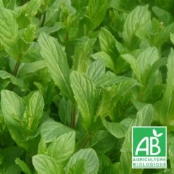 Menthe Du Canada Bio/lot De 9 Godets