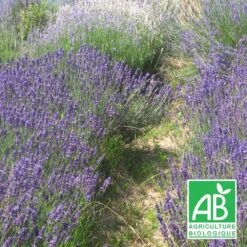Lavandin Grosso Bio/lot De 9 Godets
