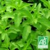Menthe Citron Bio/lot De 9 Godets -Einhell Boutique 63f4f063c93ad8.75975214