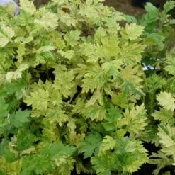 Armoise Commune Panachée Bio/lot De 3 Godets -Einhell Boutique 63f4f19f3d5a15.86502739