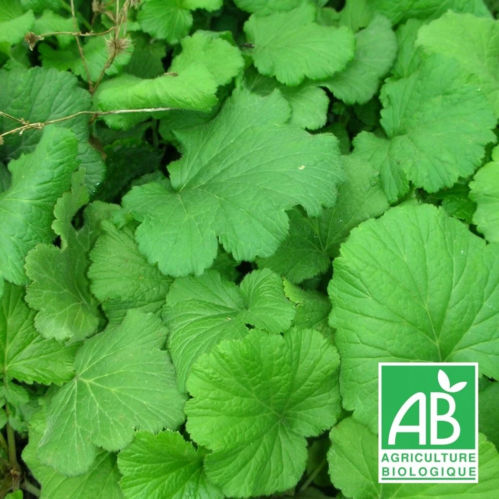 Benoîte Commune Bio/lot De 3 Godets 3 Benoîte Commune Bio/lot De 3 Godets