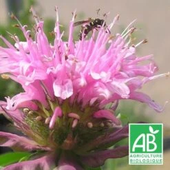 Monarde Croftway Pink Bio/lot De 5 Godets