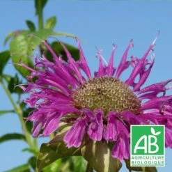 Monarde Scorpion Bio/lot De 9 Godets