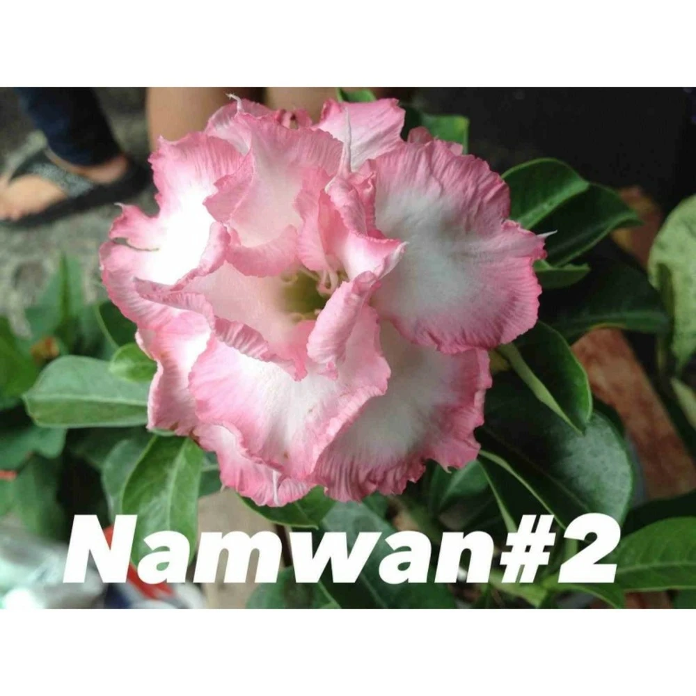 Adenium Obesum Cv Namwan Blanc Et Rose - Taille Caudex D'environ 150g 3 Adenium Obesum Cv Namwan Blanc Et Rose - Taille Caudex D'environ 150g