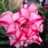 Adenium Obesum Cv Soisawan Rose - Taille Caudex D'environ 2000g 25/30cm Très Gros Caudex -Einhell Boutique 640391c04bfa78.08884535