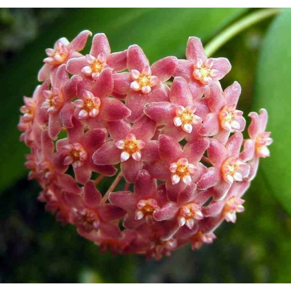 Hoya Camphorifolia (fleur De Porcelaine, Fleur De Cire) Rose - Taille Pot De 2 Litres - 20/40 Cm 3 Hoya Camphorifolia (fleur De Porcelaine, Fleur De Cire) Rose - Taille Pot De 2 Litres - 20/40 Cm