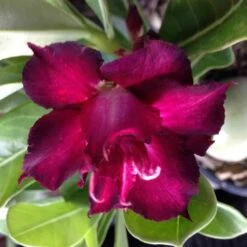 Adenium Obesum Cv.muang Dang Rouge - Taille Caudex D'environ 2000g 25/30cm Très Gros Caudex -Einhell Boutique 640391c89bd186.21668853