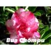 Adenium Obesum Cv.buachompu Rose - Taille Caudex D'environ 2000g 25/30cm Très Gros Caudex -Einhell Boutique 640391d0e747c9.99269380