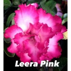 Adenium Obesum Cv.leera Pink Rose - Taille Caudex D'environ 150g -Einhell Boutique 640391e0c02fb0.12902246