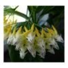 Hoya Multiflora (fleur De Porcelaine, Fleur De Cire) Taille Pot De 2 Litres - 20/40 Cm - Blanc/jaune/rose -Einhell Boutique 640391e34ceb33.10069575