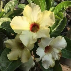 Adenium Obesum Cv.summer Snow Jaune - Taille Caudex D'environ 2000g 25/30cm Très Gros Caudex -Einhell Boutique 640391e7222197.59372369