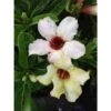 Adenium Obesum Cv.summer Snow Jaune - Taille Caudex D'environ 2000g 25/30cm Très Gros Caudex -Einhell Boutique 640391e726b592.34430625