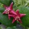 Hoya Coronaria (énorme Fleur Rose) (fleur De Porcelaine, Fleur De Cire) - Taille Pot De 2 Litres - 20/40 Cm -Einhell Boutique 640391e87de4d6.74387378