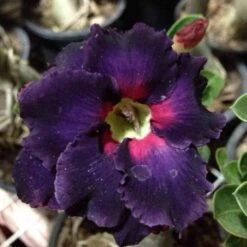 Adenium Obesum Cv.black Boader Noir - Taille Caudex D'environ 300g 20/25cm