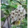 Hoya Kanyakumariana (fleur De Porcelaine, Fleur De Cire) Taille Pot De 2 Litres - 20/40 Cm - Blanche
