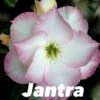 Adenium Obesum Cv.jantra Blanc Et Rose - Taille Caudex D'environ 300g 20/25cm -Einhell Boutique 640391edc01d79.90697306
