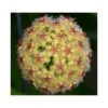 Hoya Mindorensis (fleur Jaune) (fleur De Porcelaine, Fleur De Cire) Jaune - Taille Pot De 2 Litres - 20/40 Cm -Einhell Boutique 640391f17a4f18.34729918