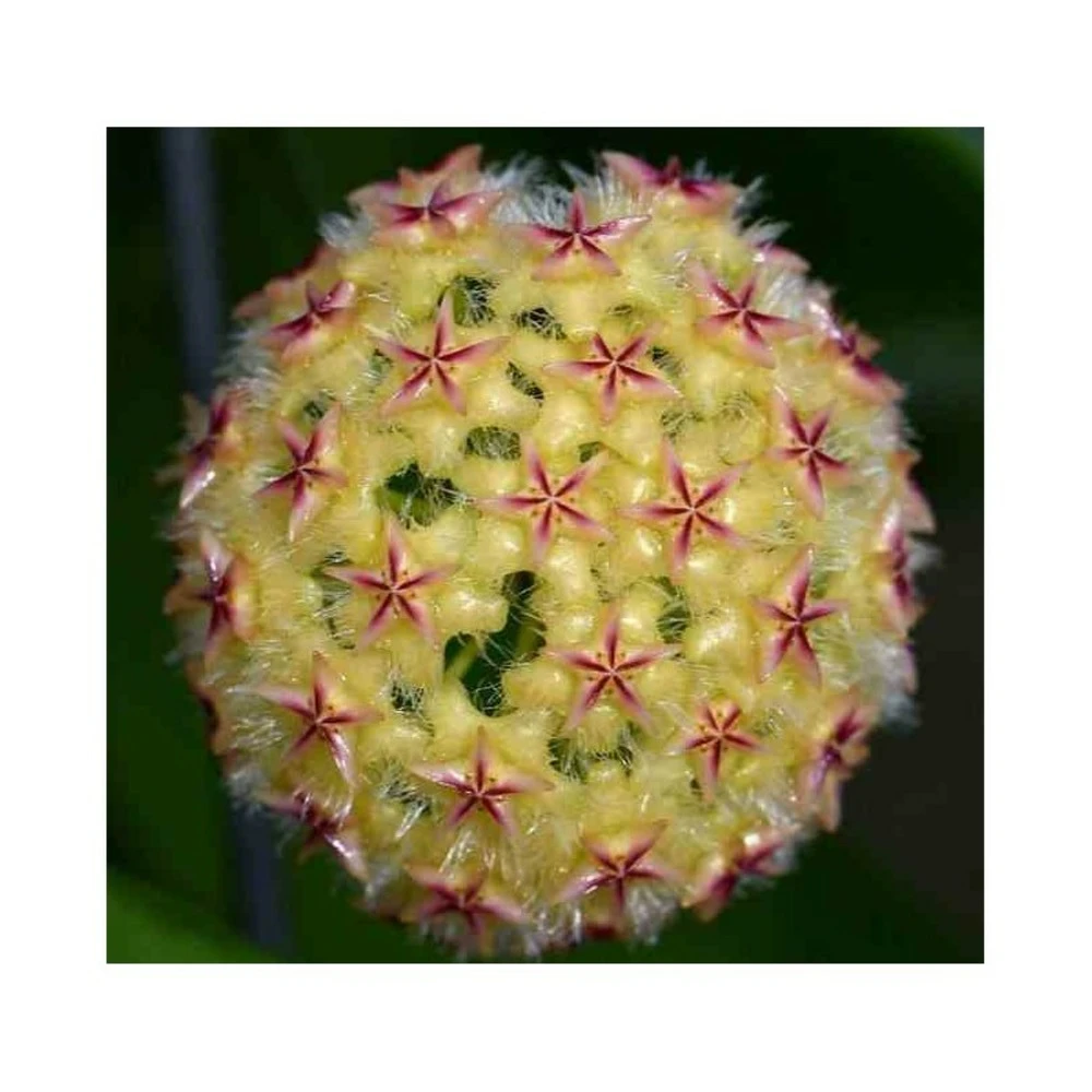 Hoya Mindorensis (fleur Jaune) (fleur De Porcelaine, Fleur De Cire) Jaune - Taille Pot De 2 Litres - 20/40 Cm 3 Hoya Mindorensis (fleur Jaune) (fleur De Porcelaine, Fleur De Cire) Jaune - Taille Pot De 2 Litres - 20/40 Cm
