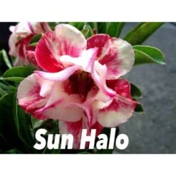 Adenium Obesum Cv.sun Hallo Jaune Et Rouge - Taille Caudex D'environ 300g 20/25cm