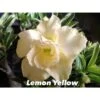 Adenium Obesum Cv.lemon Yellow Blanc - Taille Caudex D'environ 2000g 25/30cm Très Gros Caudex -Einhell Boutique 640391f79e4640.10944955