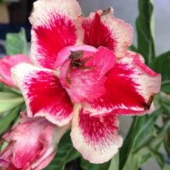 Adenium Obesum Cv.chock Amnuay Jaune Rose - Taille Caudex D'environ 300g 20/25cm -Einhell Boutique 640391fb5d5c48.78004902