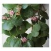 Hoya Obovata (fleur De Porcelaine, Fleur De Cire) Taille Pot De 2 Litres - 20/40 Cm - Blanc Et Rose -Einhell Boutique 640391fda92f43.54039385