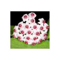 Hoya Obovata (fleur De Porcelaine, Fleur De Cire) Taille Pot De 2 Litres - 20/40 Cm - Blanc Et Rose -Einhell Boutique 640391fdb33b85.45596818