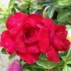 Adenium Obesum Cv. Vietnam Red Rouge - Taille Caudex D'environ 150g -Einhell Boutique 640391fee5a9c1.53206887
