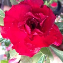 Adenium Obesum Cv. Vietnam Red Rouge - Taille Caudex D'environ 150g 7 Adenium Obesum Cv. Vietnam Red Rouge - Taille Caudex D'environ 150g -Einhell Boutique 640391fee9f673.79062326
