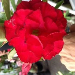 Adenium Obesum Cv. Vietnam Red Rouge - Taille Caudex D'environ 150g 6 Adenium Obesum Cv. Vietnam Red Rouge - Taille Caudex D'environ 150g -Einhell Boutique 640391feedda27.91553625