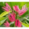 Pavonia Multiflora (candélabre Brésilien) Taille Pot De 2 Litres - 20/60 Cm - Rouge -Einhell Boutique 64039200267432.39601332