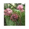 Hoya Sp. Aff. Clandestina (fleur De Porcelaine, Fleur De Cire) Rose - Taille Pot De 2 Litres - 20/40 Cm -Einhell Boutique 64039202798879.60286442