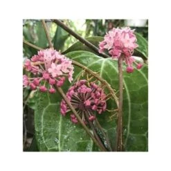 Hoya Sp. Aff. Clandestina (fleur De Porcelaine, Fleur De Cire) Rose - Taille Pot De 2 Litres - 20/40 Cm