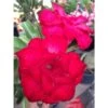 Adenium Obesum Cv. Veitnum Red Rouge - Taille Caudex D'environ 2000g 25/30cm Très Gros Caudex -Einhell Boutique 640392077aaf93.91942839