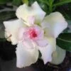 Adenium Obesum Cv.tivanon White Blanc Et Rose - Taille Caudex D'environ 300g 20/25cm -Einhell Boutique 6403920bda21f7.98631492