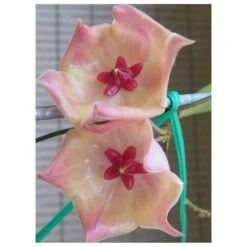 Hoya Patella Pink (fleur De Porcelaine, Fleur De Cire) Rose - Taille Pot De 2 Litres - 20/40 Cm -Einhell Boutique 6403920d67c0d9.47024577