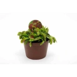 Dionaea Muscipula (dionée, Attrape-mouches De Vénus) Taille Pot De 0.7 Litre -Einhell Boutique 6403920ede8a18.11027901